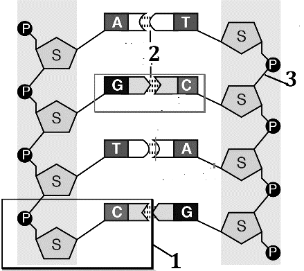 C:\Users\Admin\Desktop\Nucleotide-1-e1354322013275bbb.png